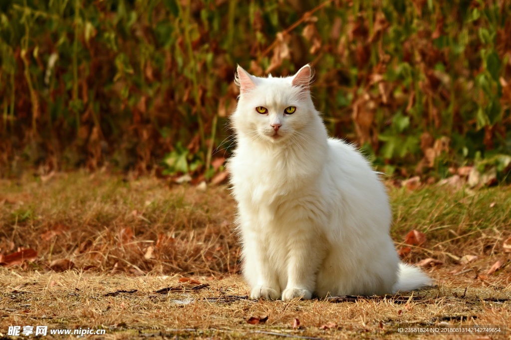 白色猫咪