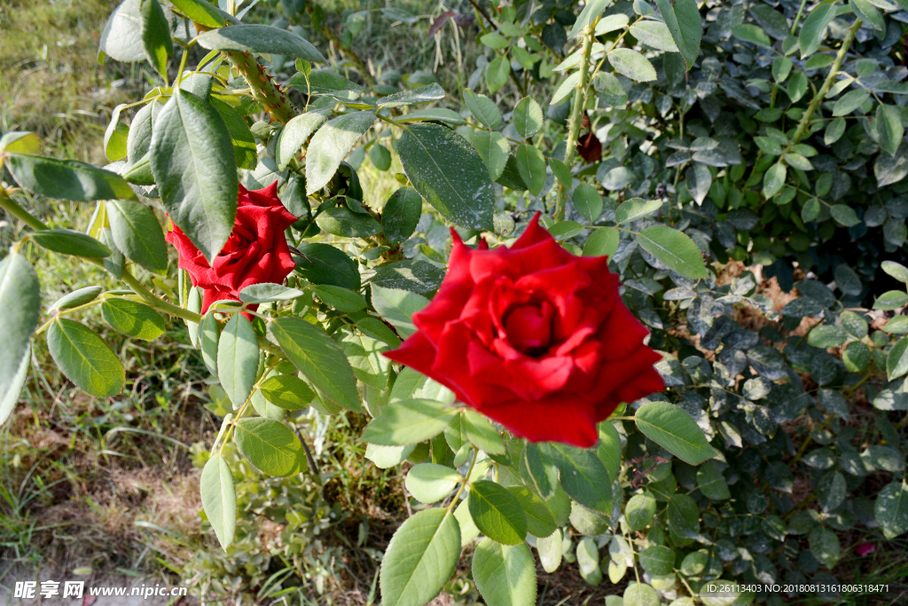 红花  半遮掩