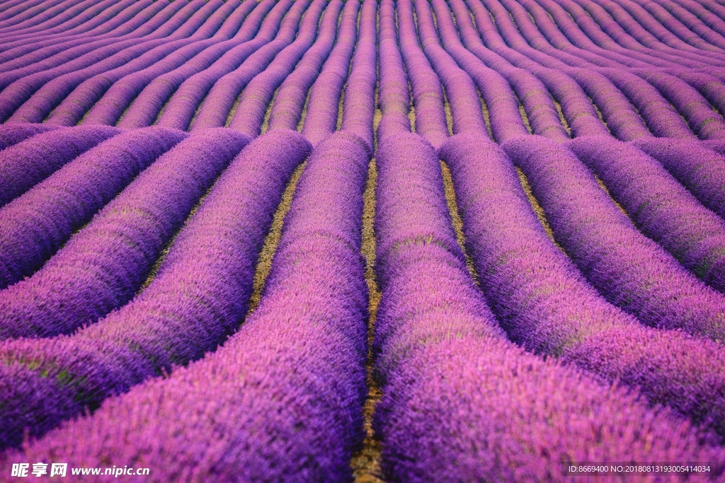 田地薰衣草花卉