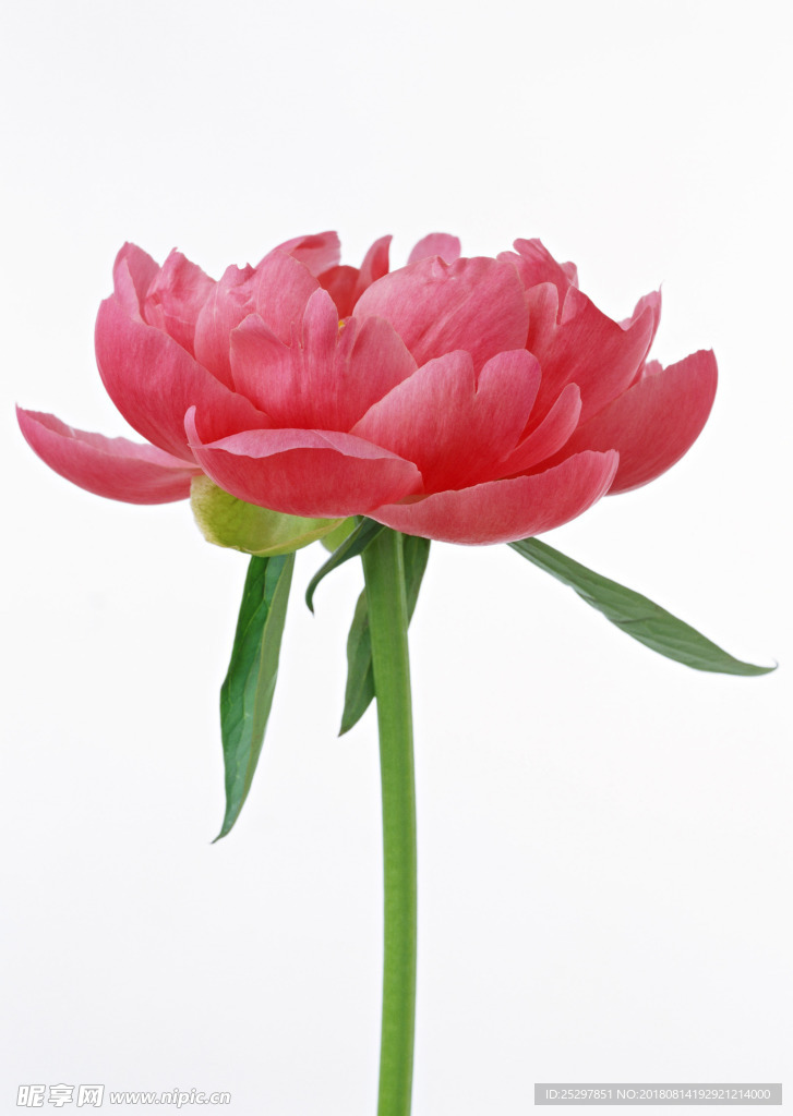 花卉