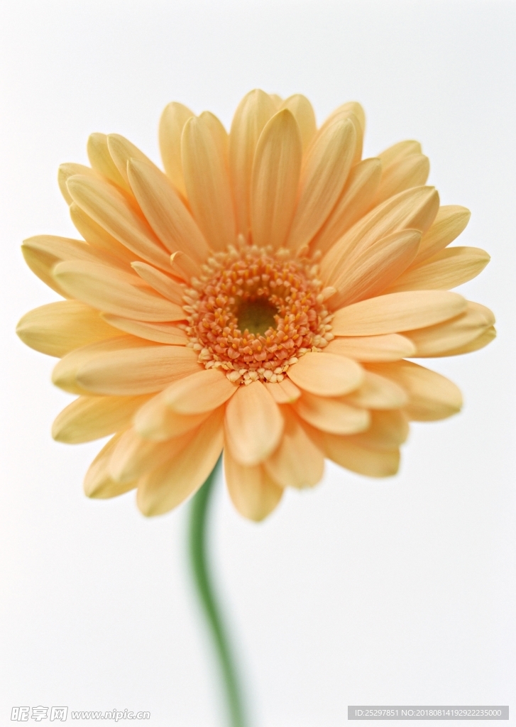花卉