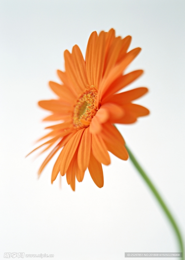 花卉