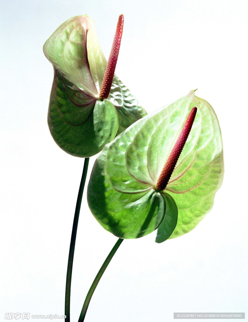 花卉