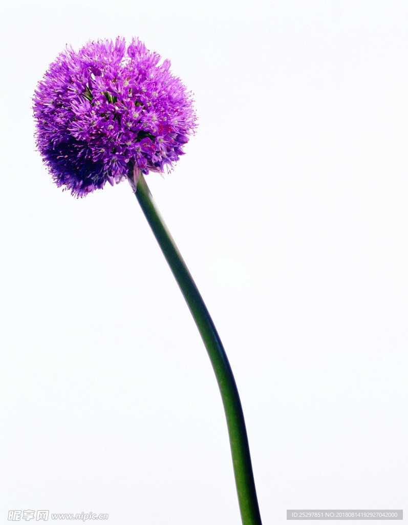 花卉