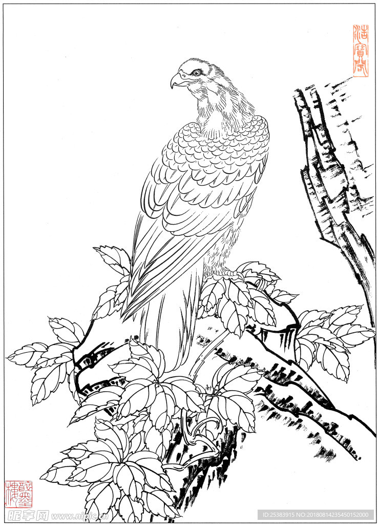 鹰