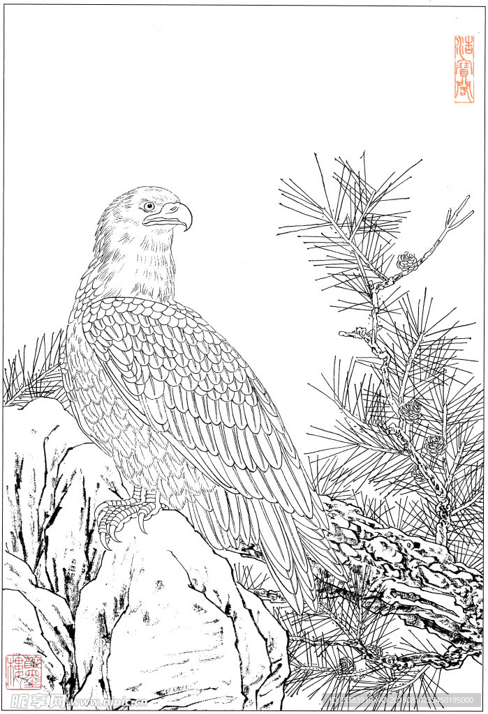 鹰