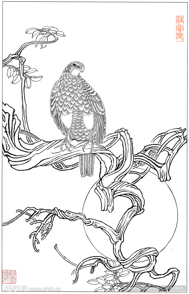 鹰 1