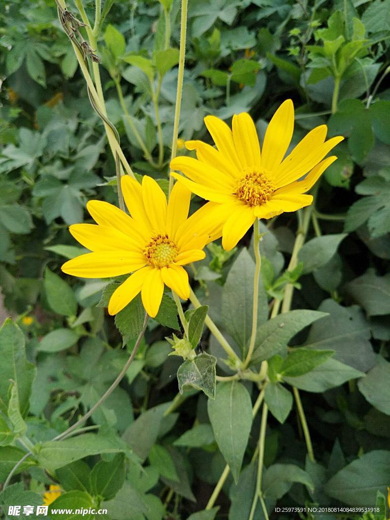 太阳花