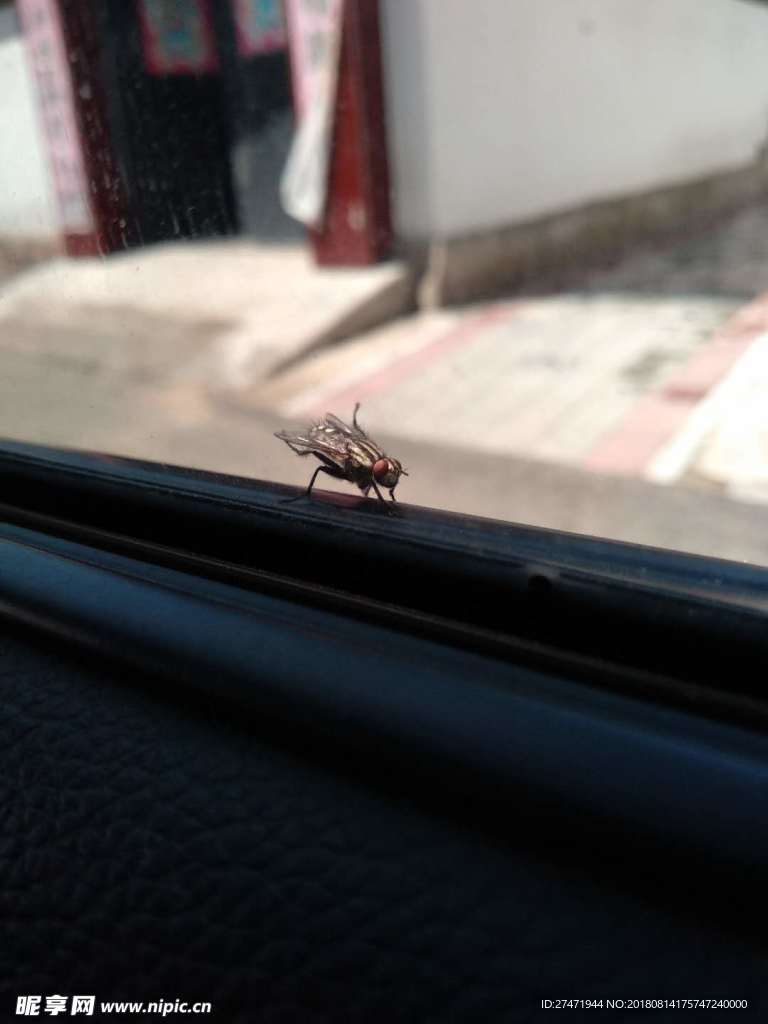 苍蝇