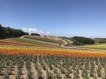 北海道富良野花田景色如画
