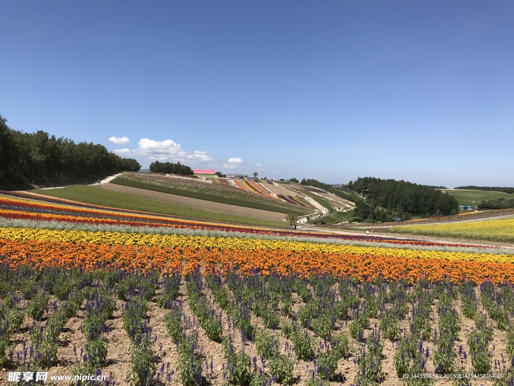 北海道富良野花田景色如画