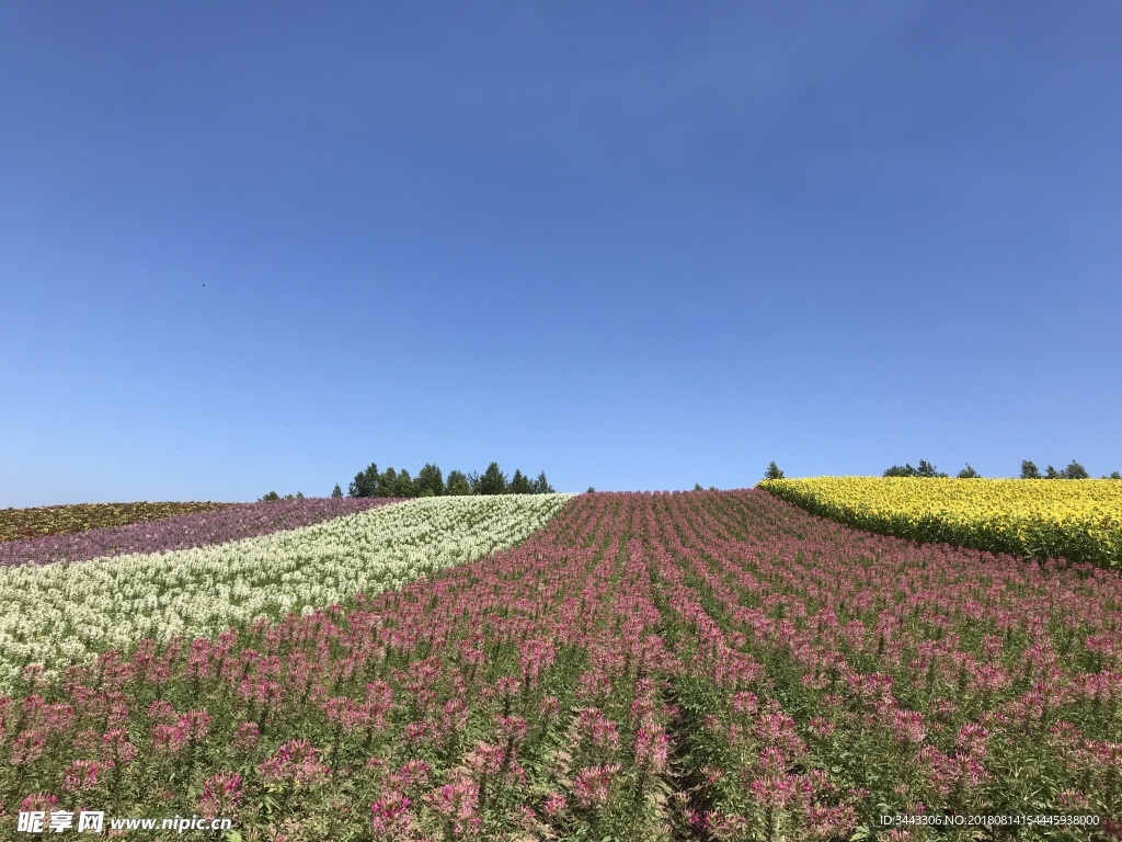 北海道富良野花田景色