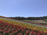 北海道富良野四季彩的丘绚丽花田