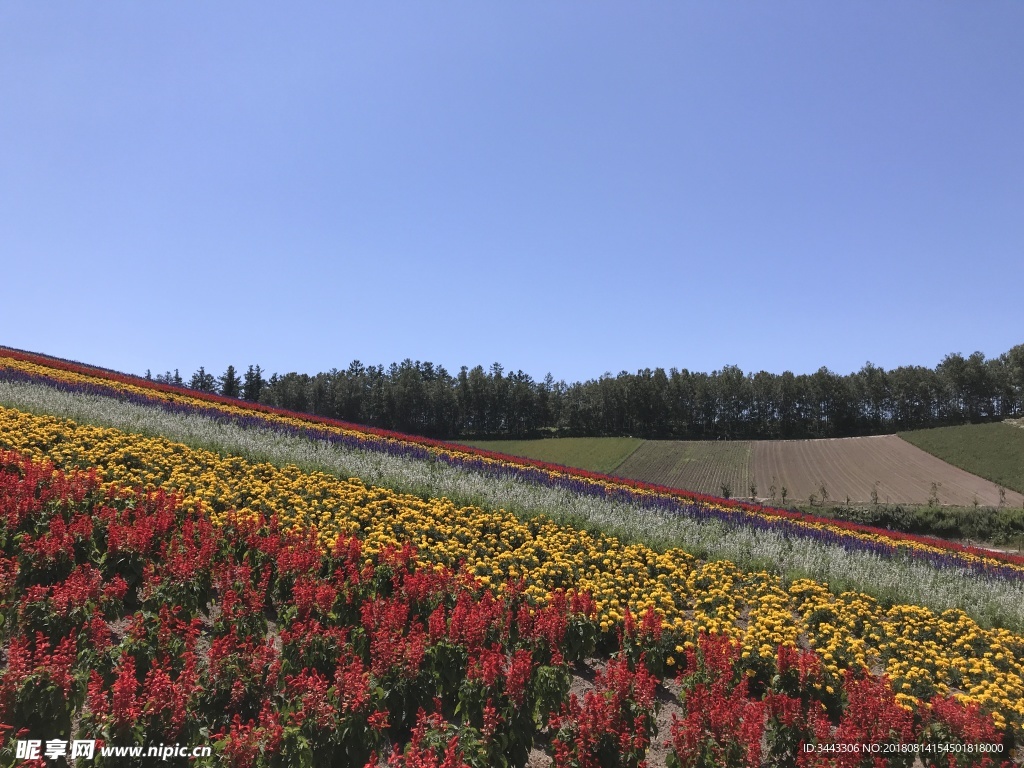 北海道富良野四季彩的丘绚丽花田