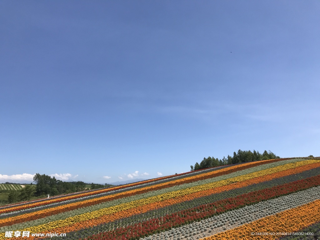 北海道富良野四季彩的丘多彩花田