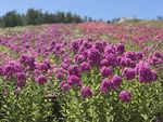 北海道富良野薰衣草田