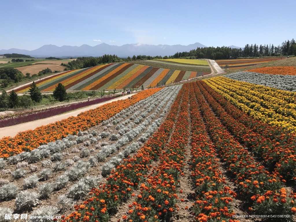 北海道富良野四季彩的丘花田美景