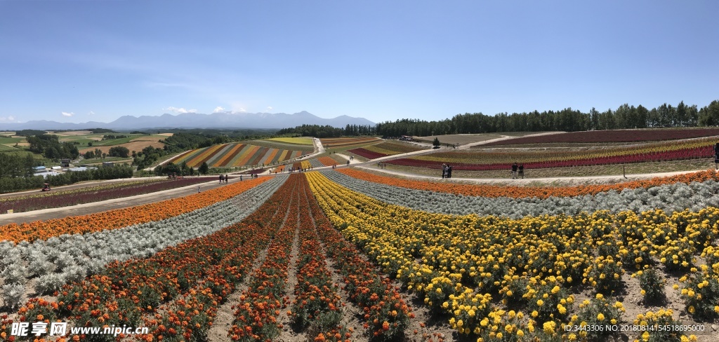 北海道富良野四季彩的丘花田