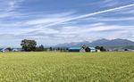 北海道富良野农场绿色作物