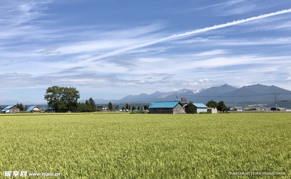 北海道富良野农场绿色作物