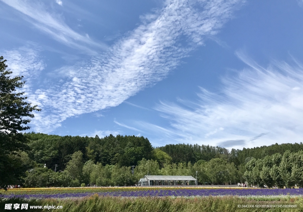 北海道富良野蓝天下花田