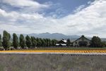 北海道富良野富田农场美景如画