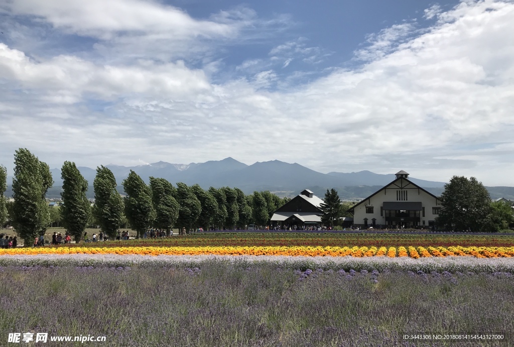 北海道富良野富田农场美景如画