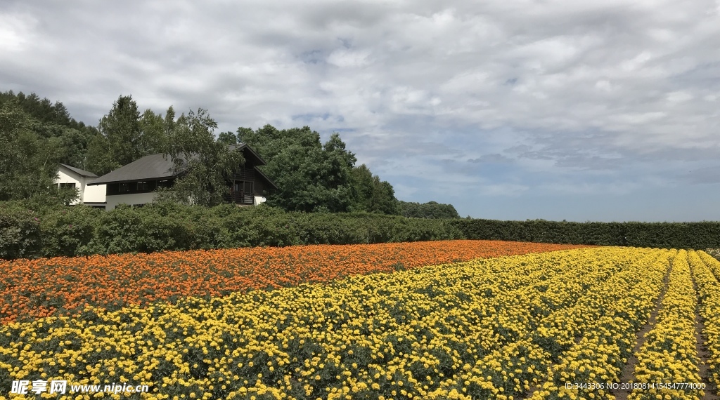 北海道富良野富田农场花田美景