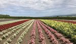北海道富良野富田农场花田景色