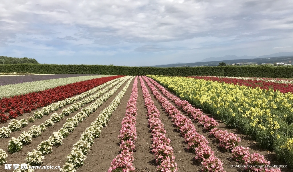 北海道富良野富田农场花田景色