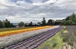 北海道富良野富田农场花田风光