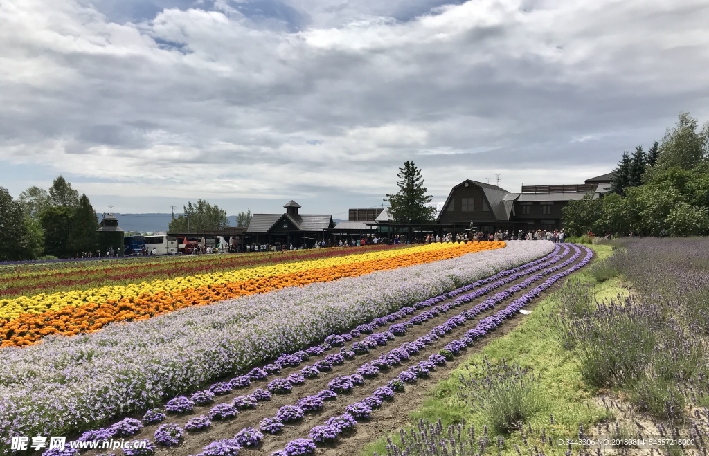 北海道富良野富田农场花田风光