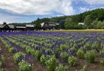 北海道富良野富田农场薰衣草