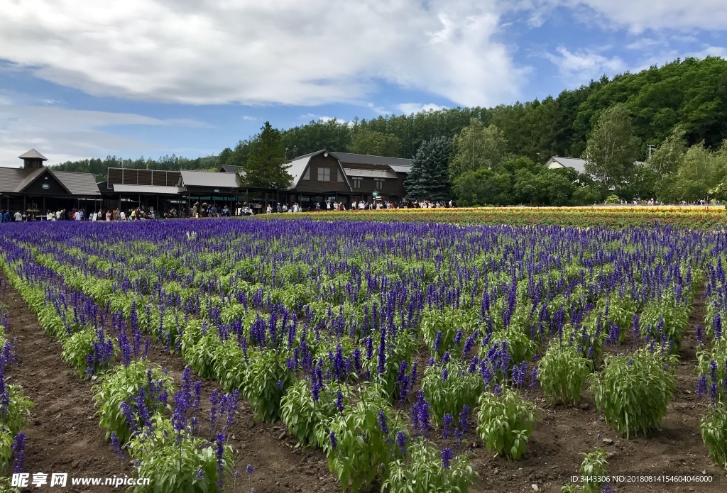 北海道富良野富田农场薰衣草