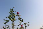 伴侣 温馨 花朵 花 舒适 简