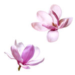 矢量鲜花