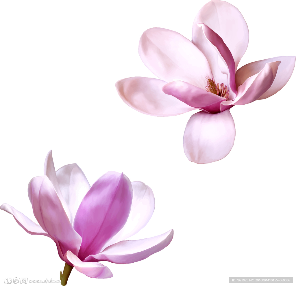 矢量鲜花