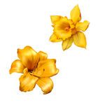 矢量鲜花