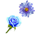 矢量鲜花