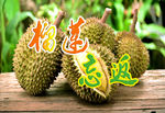 榴莲