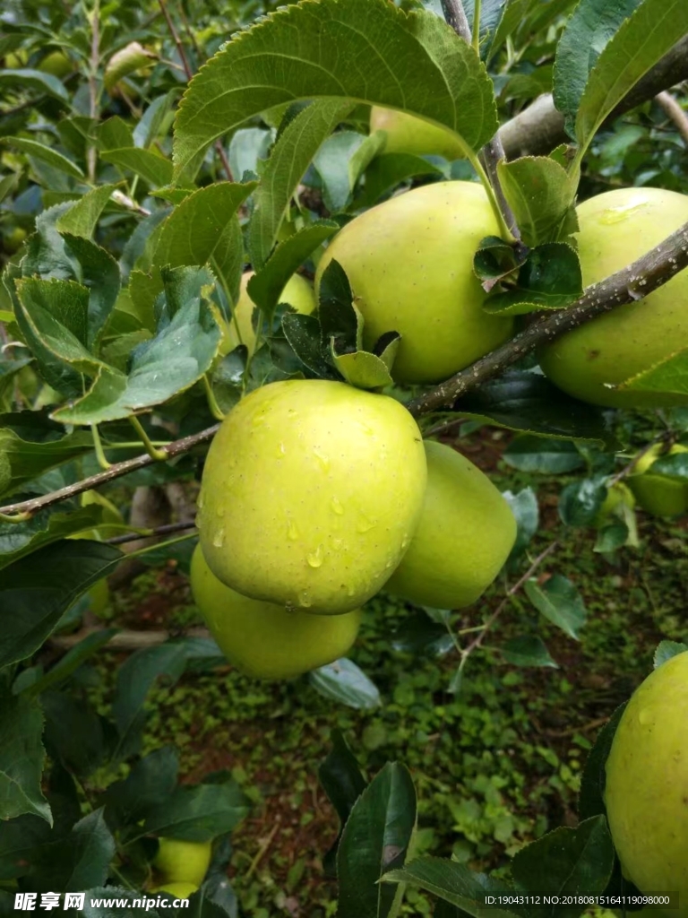 盐源苹果  青苹果 金帅苹果