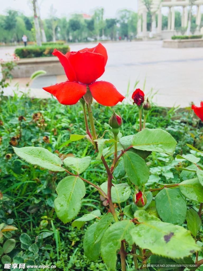 蔷薇花