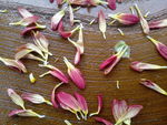 菊花花瓣