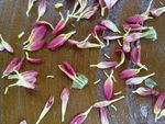 菊花花瓣
