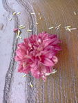 菊花 花卉 雏菊 植物 龙爪菊