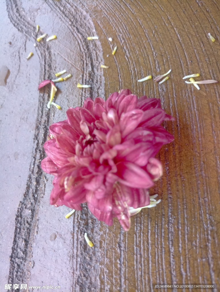 菊花 花卉 雏菊 植物 龙爪菊