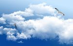 飞鸟天空白云艺术创意背景底纹素
