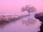 雪松