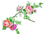 玫瑰花