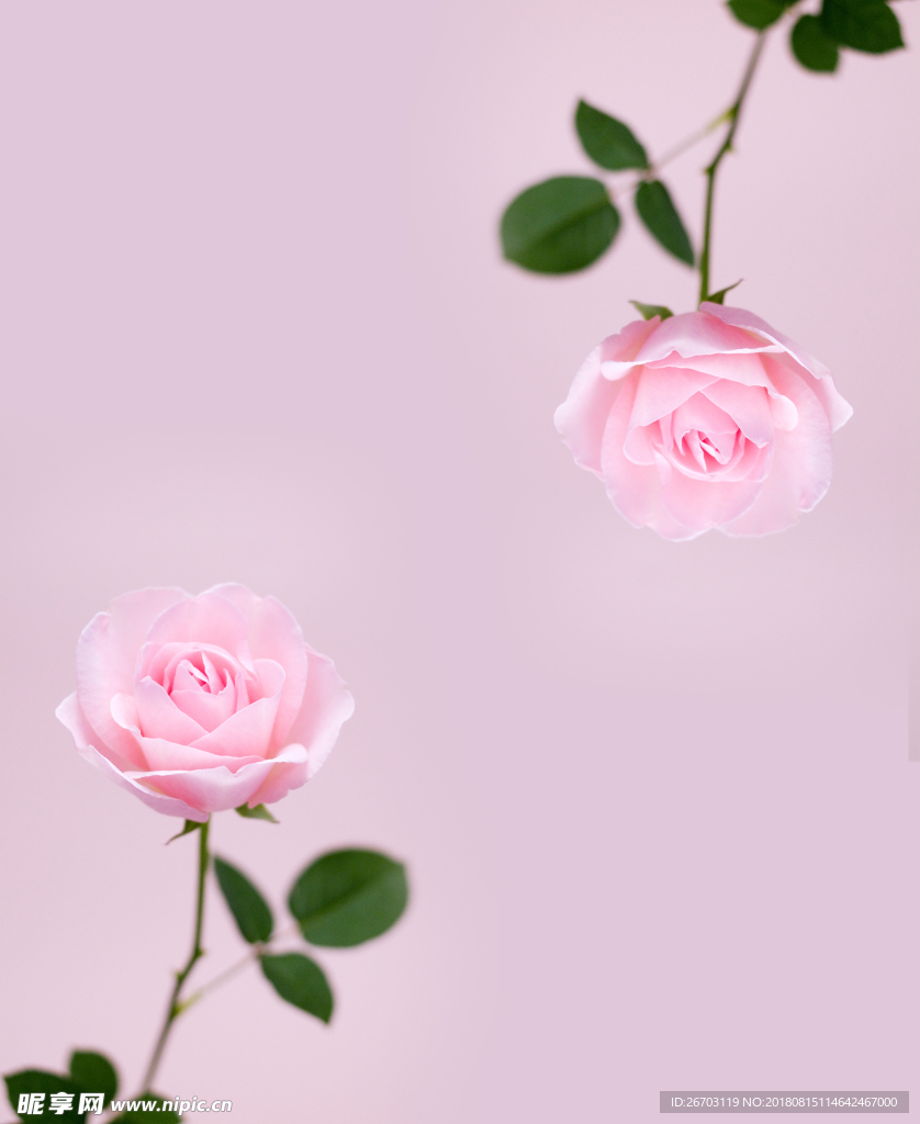玫瑰